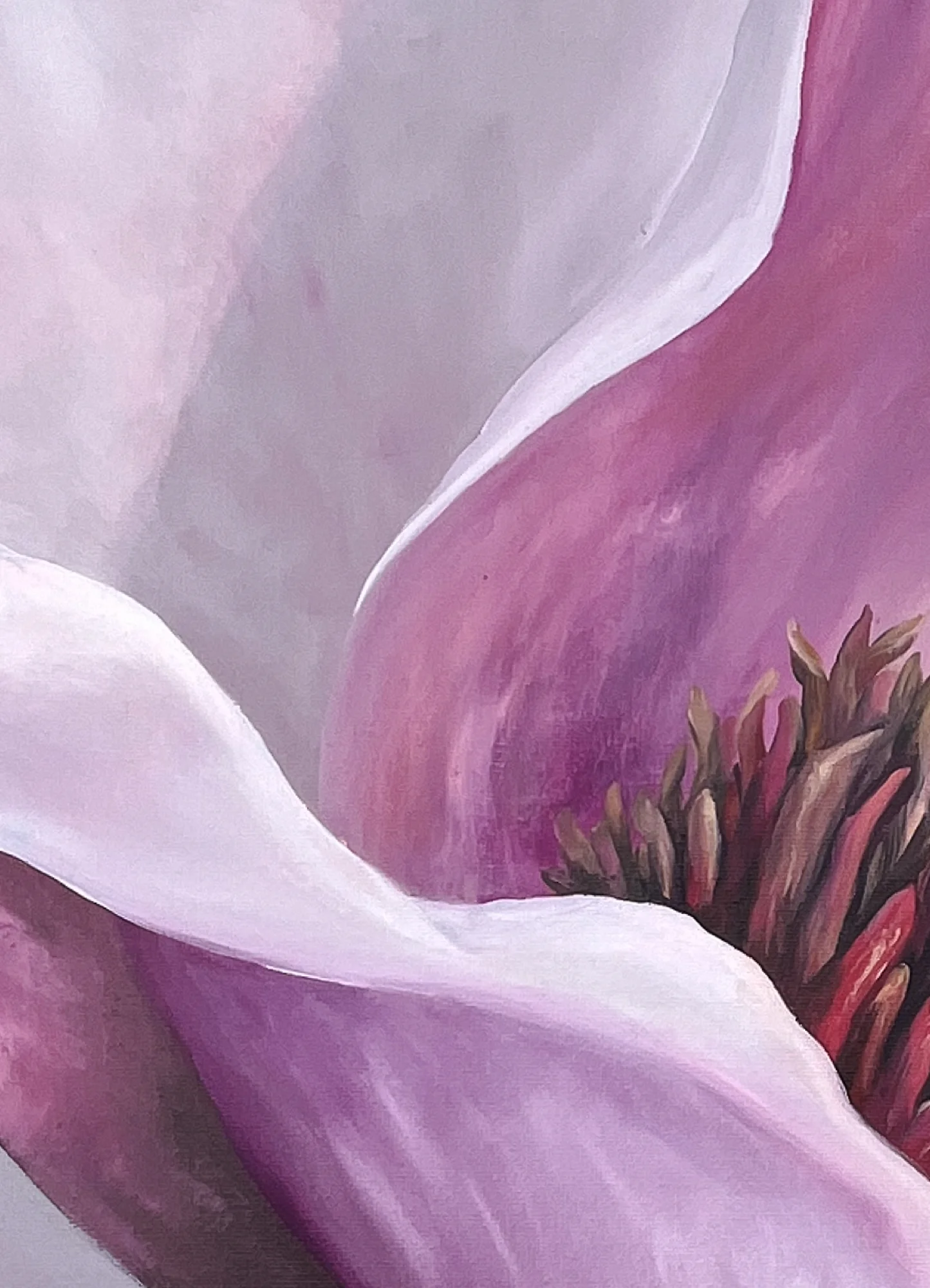 Close detail: pale petals curving inwards towards the crimson and buff stamens at the heart of the flower